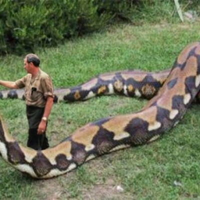 This Giant Snake Took the Lives of 257 People.