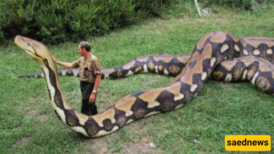 This Giant Snake Took the Lives of 257 People.