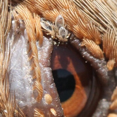 How to Treat Bird Mites? A Complete Guide to Treatment and Prevention