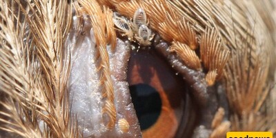 How to Treat Bird Mites? A Complete Guide to Treatment and Prevention