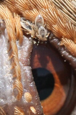 How to Treat Bird Mites? A Complete Guide to Treatment and Prevention