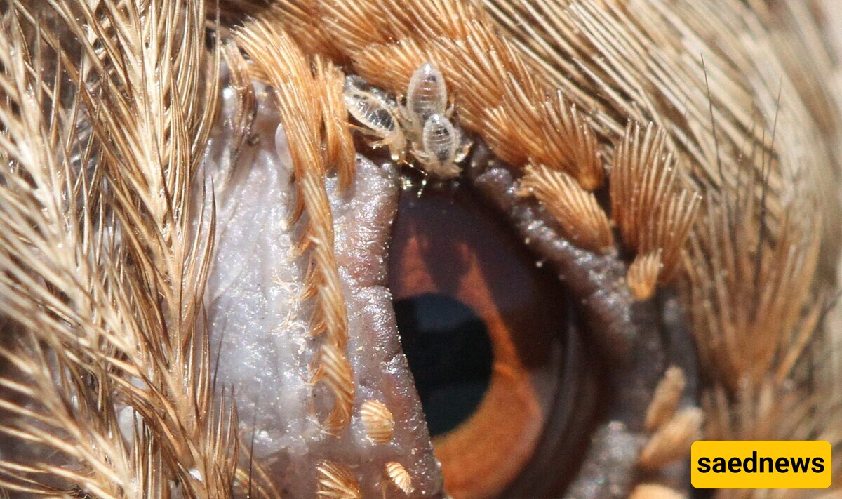 How to Treat Bird Mites? A Complete Guide to Treatment and Prevention