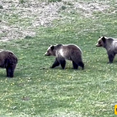Watch | Drone Harassment of a Bear Family Sparks Controversy