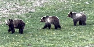 Watch | Drone Harassment of a Bear Family Sparks Controversy