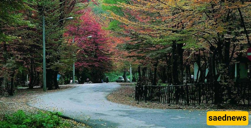 Walk the 1.7 km Wooden Trail: Alangdareh’s Forest Path That Feels Like a Fairytale