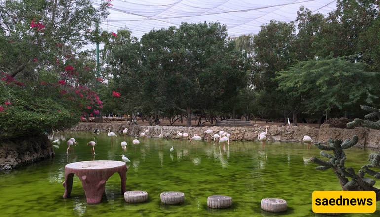 7 Reasons Nature Lovers Fall in Love with Kish Bird Park (It’s Not Just About the Birds)