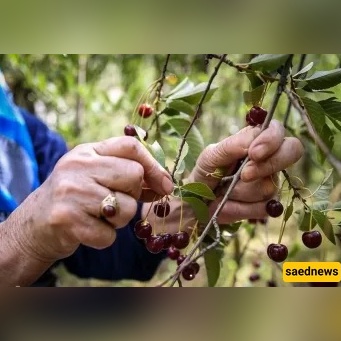 Can you eat fruit from a roadside tree? The surprising rules of ḥaqq al-mārah explained