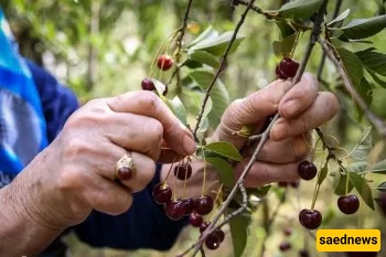 Can you eat fruit from a roadside tree? The surprising rules of ḥaqq al-mārah explained