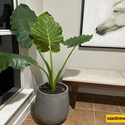 Elephant Ear (Alocasia) Care Guide: Growing a Giant Houseplant at Home from Start to Finish