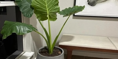 Elephant Ear (Alocasia) Care Guide: Growing a Giant Houseplant at Home from Start to Finish