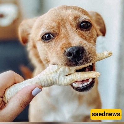 Chicken Feet for Dogs? Benefits and Drawbacks