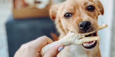 Chicken Feet for Dogs? Benefits and Drawbacks