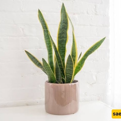 Common Mistakes When Caring for Snake Plants