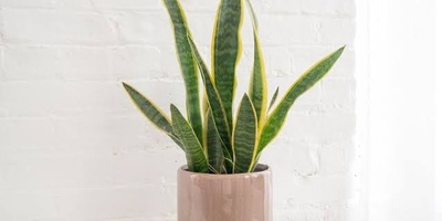 Common Mistakes When Caring for Snake Plants