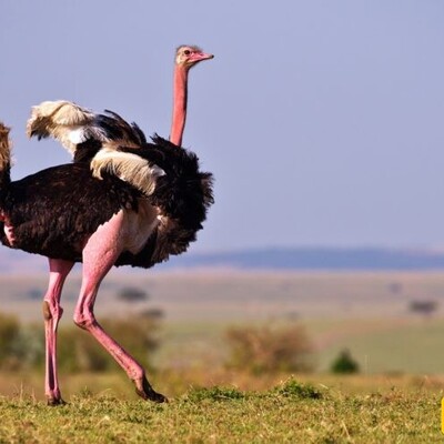 Faster Than Horses: The Surprising Speed of Ostriches