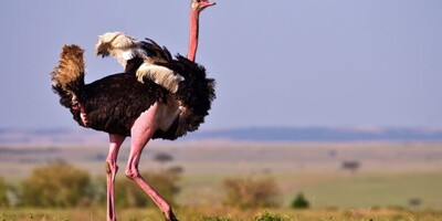 Faster Than Horses: The Surprising Speed of Ostriches