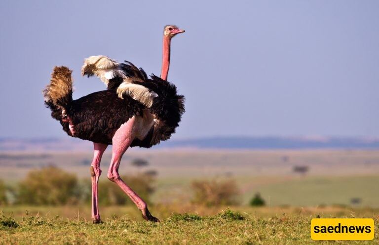 Faster Than Horses: The Surprising Speed of Ostriches