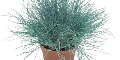 Blue Fescue Plant: Introduction and Care Guide