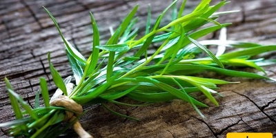 Fresh and Dried Tarragon: Benefits, Oil Properties, Herbal Tea Preparation, Nature, and Side Effects