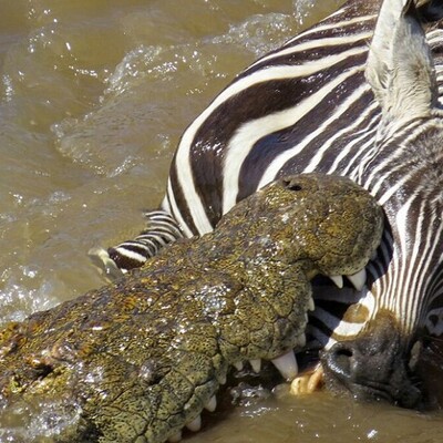 Wildlife: Wildlife Documentary of Animals / A Zebra's Face Torn Off by River Crocodiles + Video