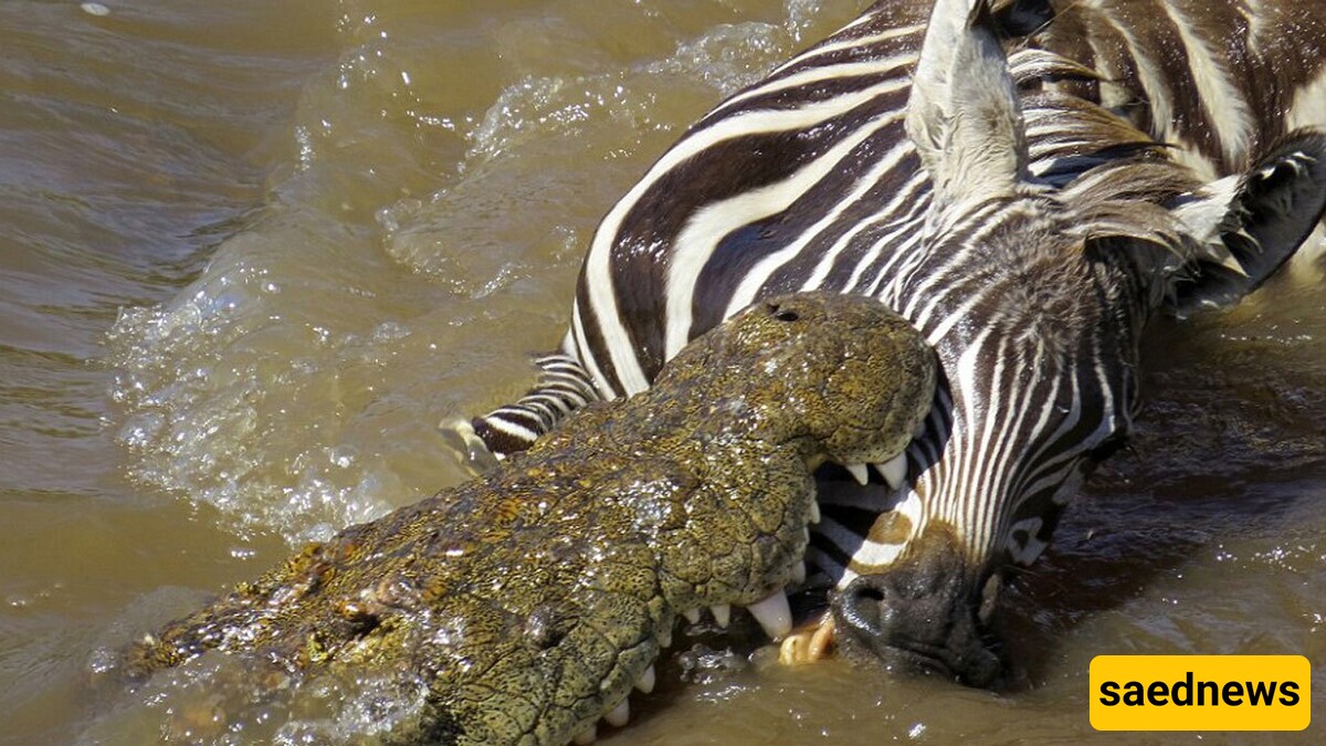 Wildlife: Wildlife Documentary of Animals / A Zebra's Face Torn Off by River Crocodiles + Video