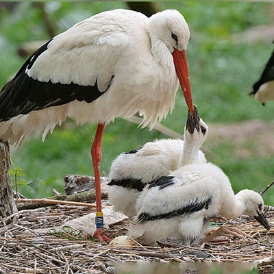 Wildlife Documentary: When My Mom Says If You Keep Being Naughty, I'll Throw You Out the Window!(Video)