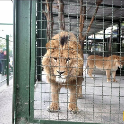 Critical Condition of a Lion at Mashhad Zoo: The Animal Is Seriously Ill