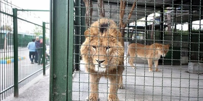 Critical Condition of a Lion at Mashhad Zoo: The Animal Is Seriously Ill