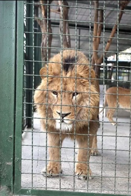 Critical Condition of a Lion at Mashhad Zoo: The Animal Is Seriously Ill