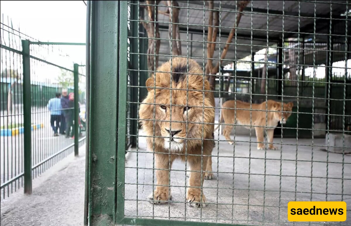Critical Condition of a Lion at Mashhad Zoo: The Animal Is Seriously Ill