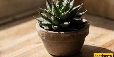 Complete Guide to Caring for Zebra Haworthia (Haworthia) Plants