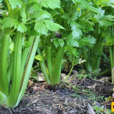 Growing and Caring for Celery