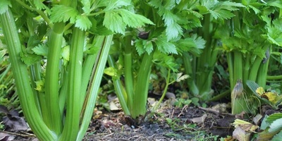 Growing and Caring for Celery
