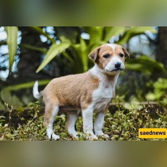 Are Dogs Impure in Islam? Qur’an, Hadith and What Scholars Actually Say