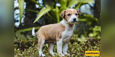 Are Dogs Impure in Islam? Qur’an, Hadith and What Scholars Actually Say
