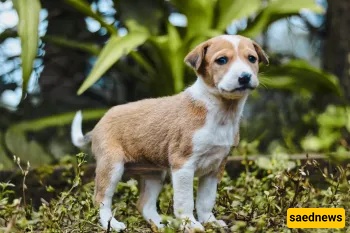 Are Dogs Impure in Islam? Qur’an, Hadith and What Scholars Actually Say
