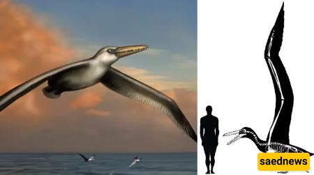 Pelagornis sandersi
