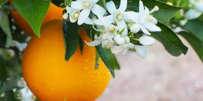 10 Amazing Healing Benefits and Side Effects of Bitter Orange You Should Know