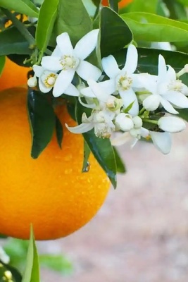 10 Amazing Healing Benefits and Side Effects of Bitter Orange You Should Know