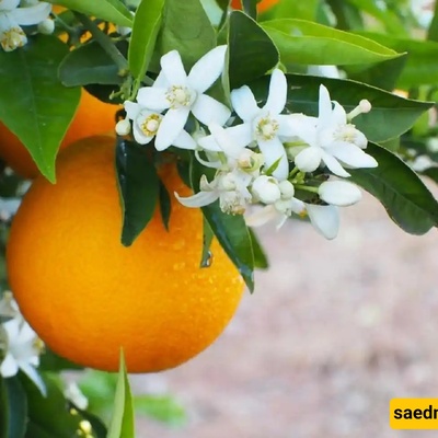 10 Amazing Healing Benefits and Side Effects of Bitter Orange You Should Know