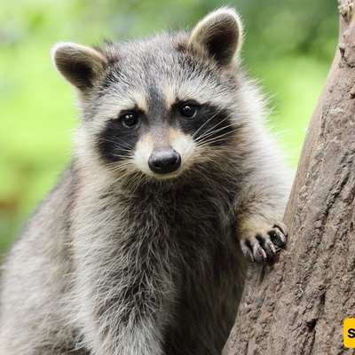How Do Animals See in the Dark?