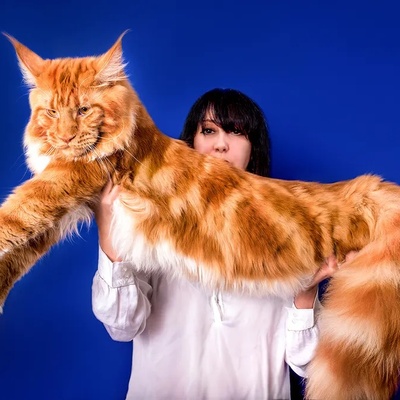The Biggest Cat You’ve Ever Seen