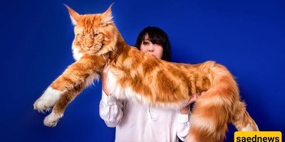 The Biggest Cat You’ve Ever Seen