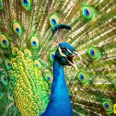 Peacocks Invade This Village + Video | See the Villagers’ Unusual Yet Beautiful Problem