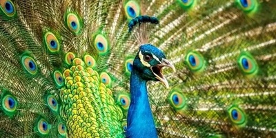 Peacocks Invade This Village + Video | See the Villagers’ Unusual Yet Beautiful Problem