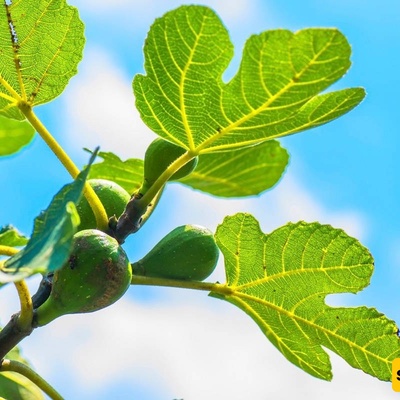 The Remarkable Benefits of Fig Leaves: From Managing Diabetes and Stomach Ulcers to Soothing Skin Ailments and Hair Loss