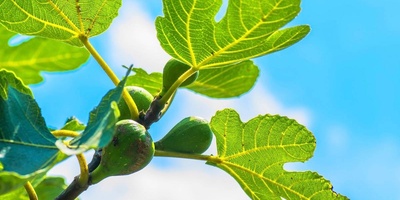 The Remarkable Benefits of Fig Leaves: From Managing Diabetes and Stomach Ulcers to Soothing Skin Ailments and Hair Loss