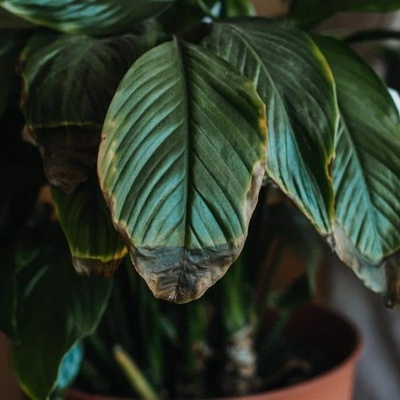 Signs Your Plants Are Not Getting Enough Light