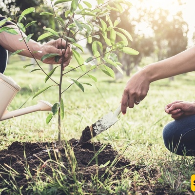 How to Care for Newly Planted Saplings