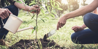 How to Care for Newly Planted Saplings